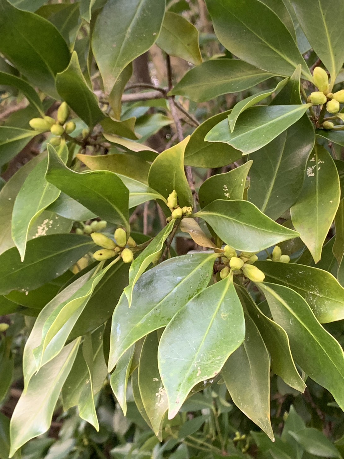 シキミとサカキ,そしてヒサカキ アース・ミュージアム元宇品